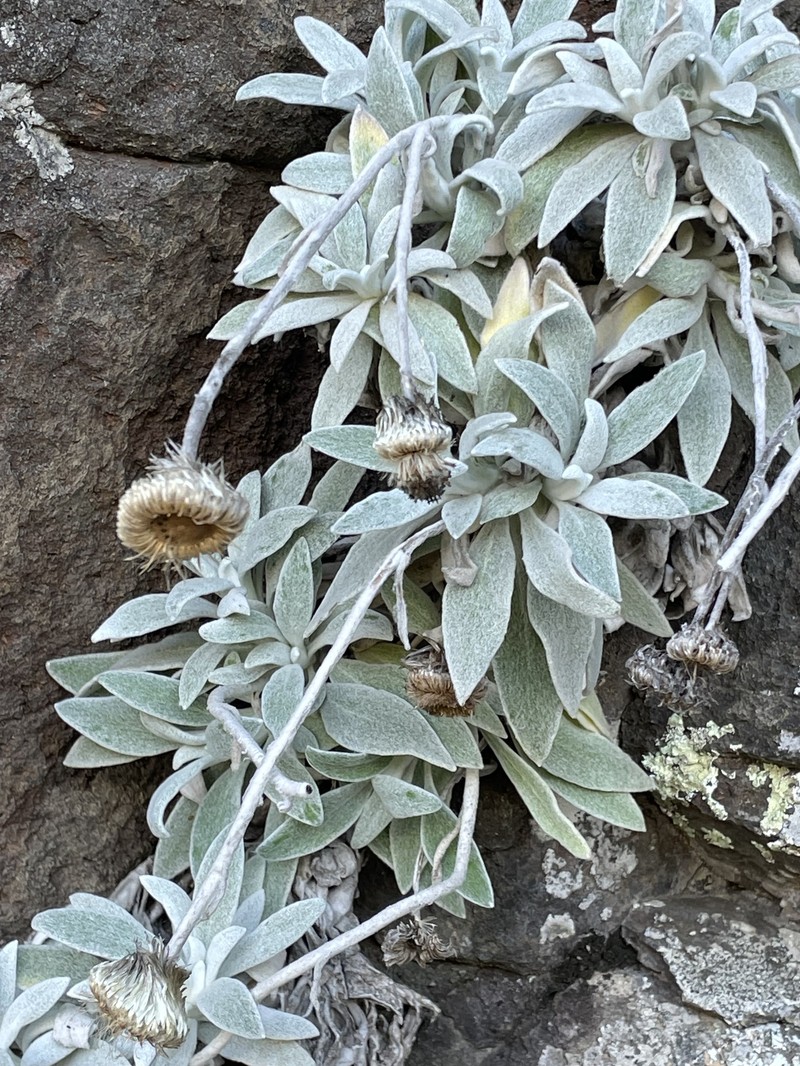 Leucozoma kaputaricum photo 3