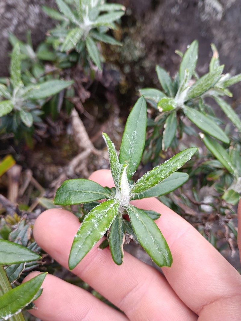 Leucozoma lindsayanum photo 4