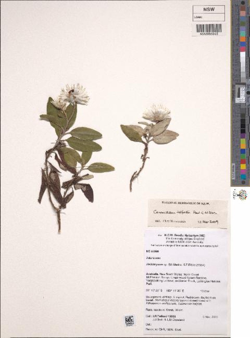 Leucozoma telfordii