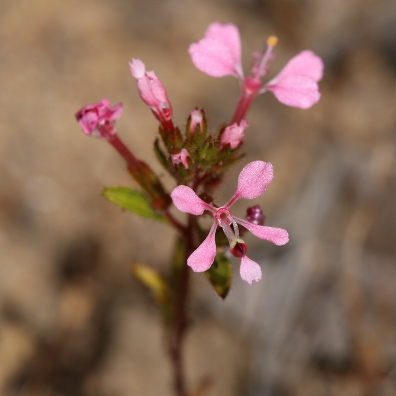 Levenhookia aestiva