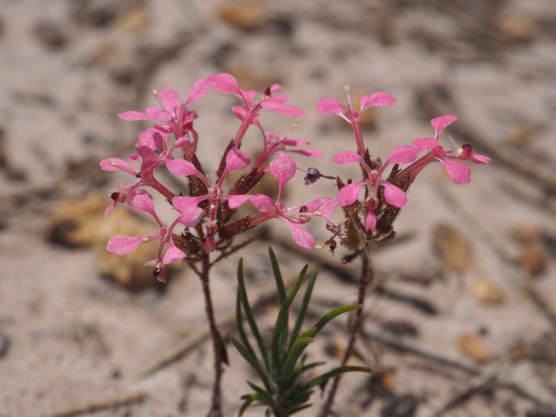 Levenhookia aestiva photo 2