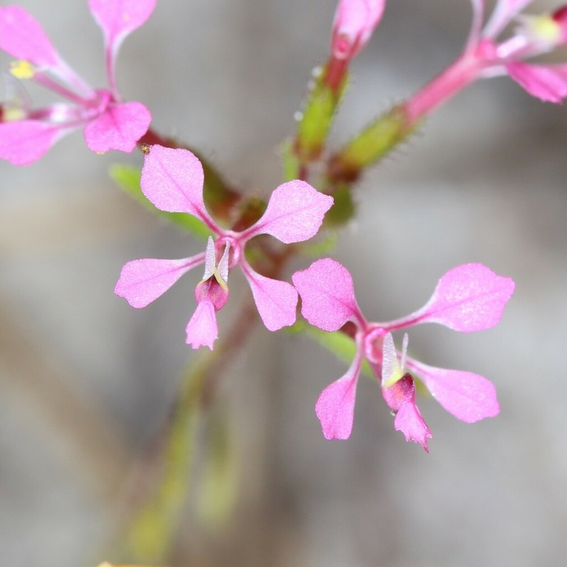 Levenhookia aestiva photo 3