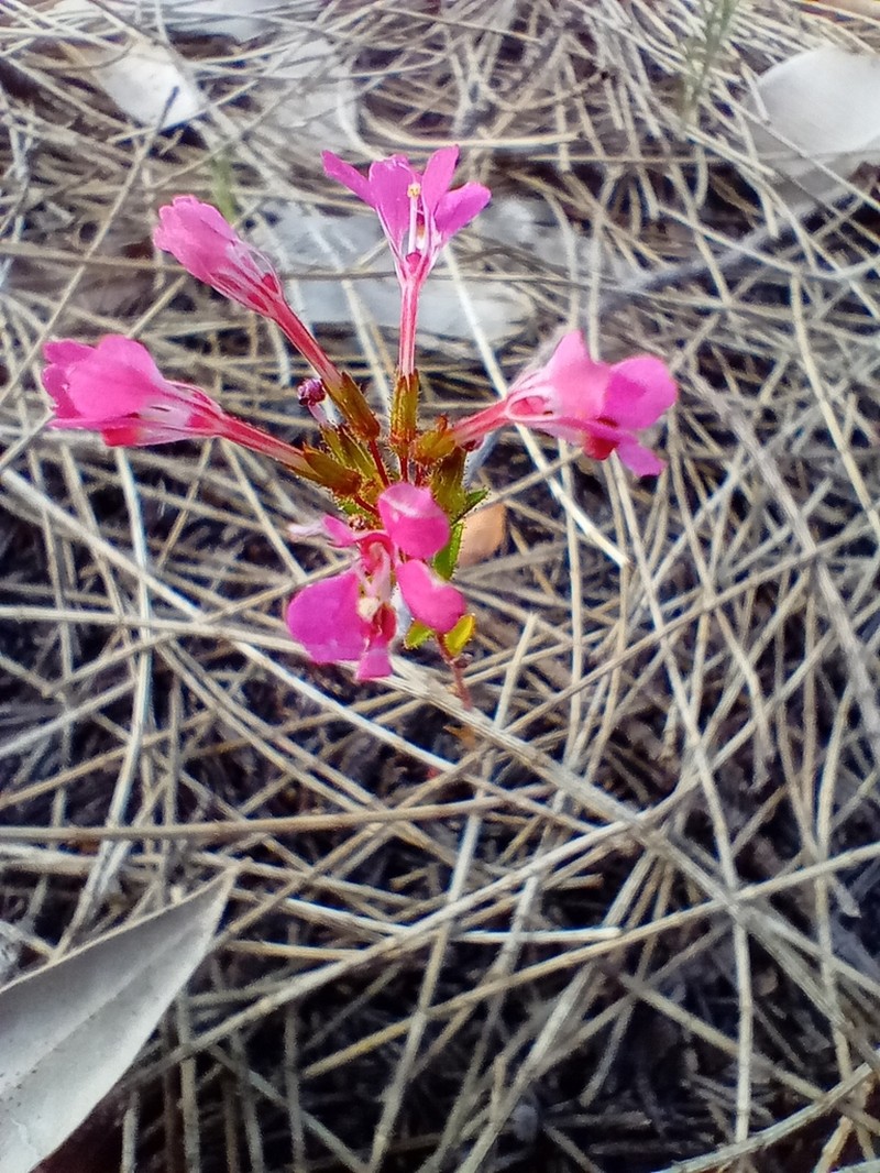 Levenhookia aestiva photo 4