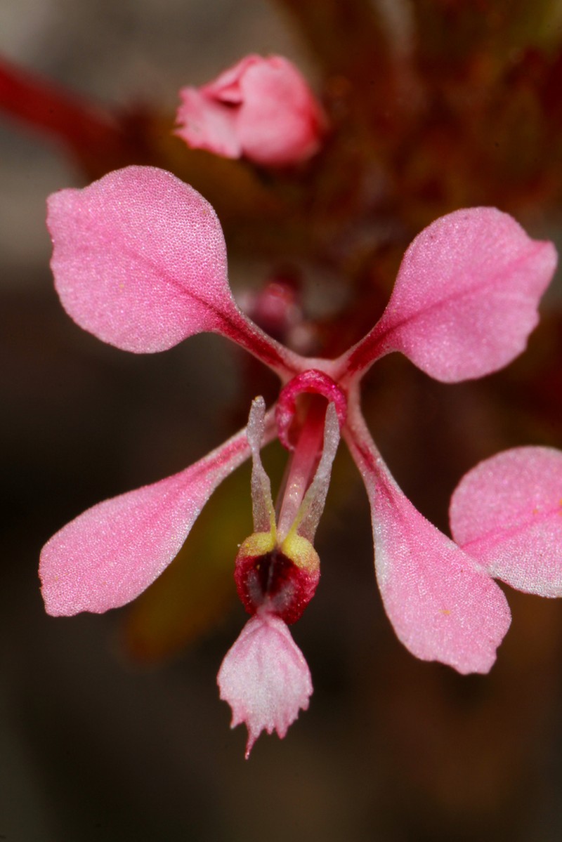 Levenhookia aestiva photo 5
