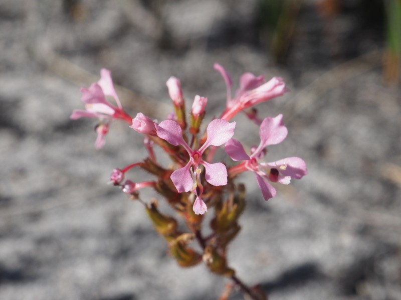 Levenhookia aestiva photo 6