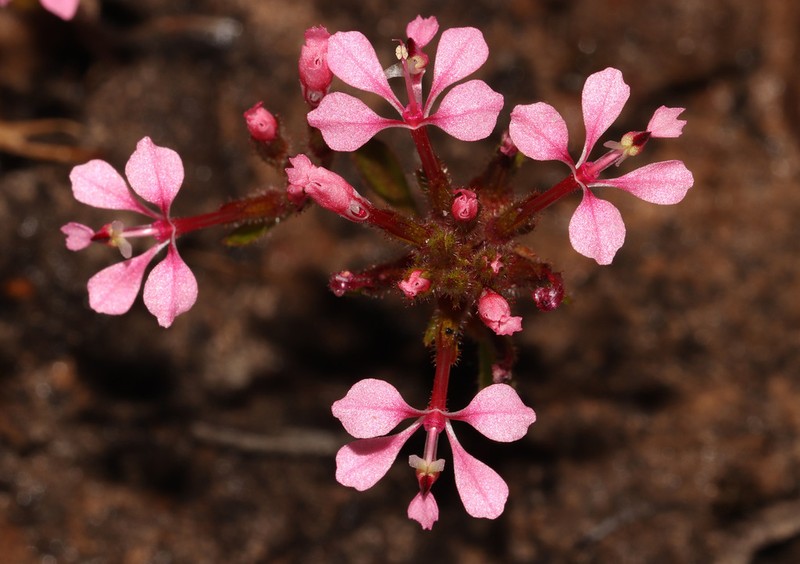 Levenhookia aestiva photo 7
