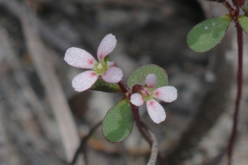 Levenhookia murfetii