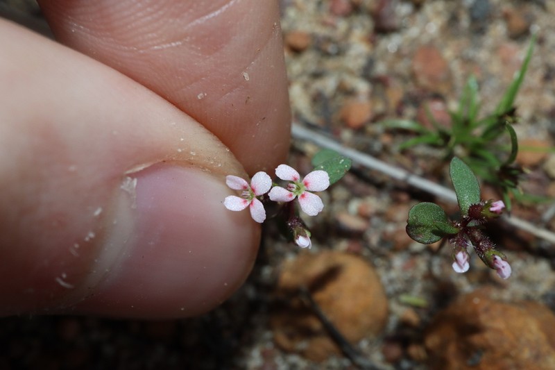 Levenhookia murfetii photo 2