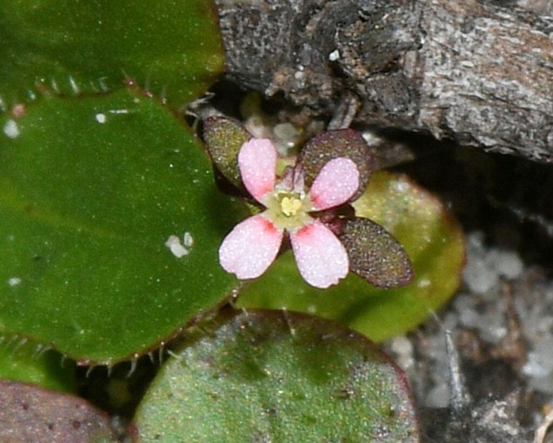Levenhookia murfetii photo 3