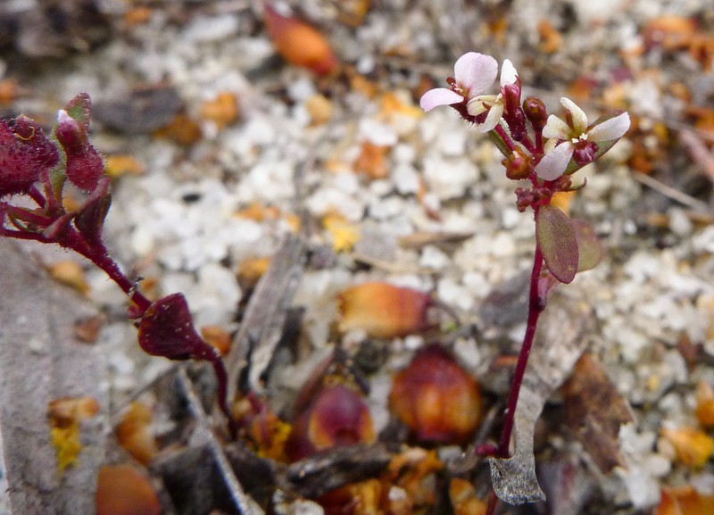Levenhookia murfetii photo 4