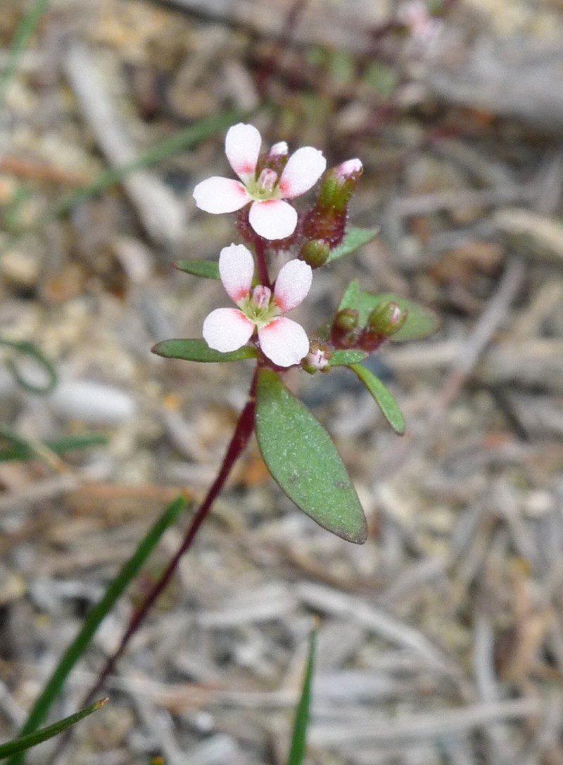 Levenhookia murfetii photo 5