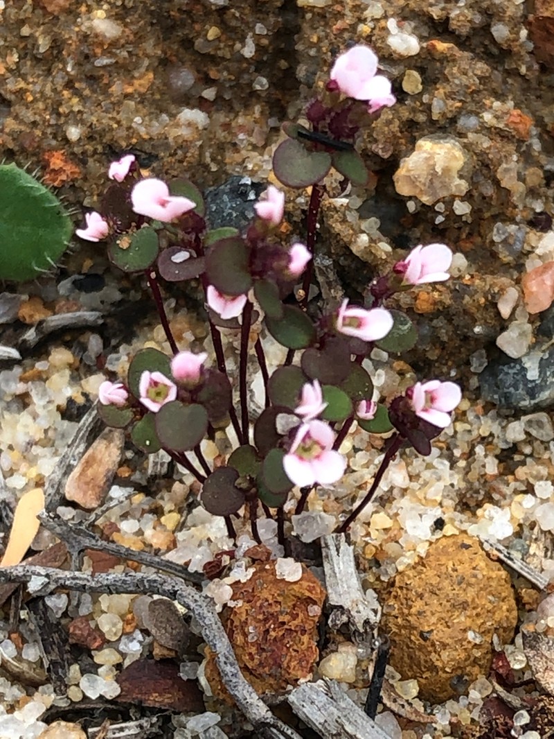 Levenhookia murfetii photo 6