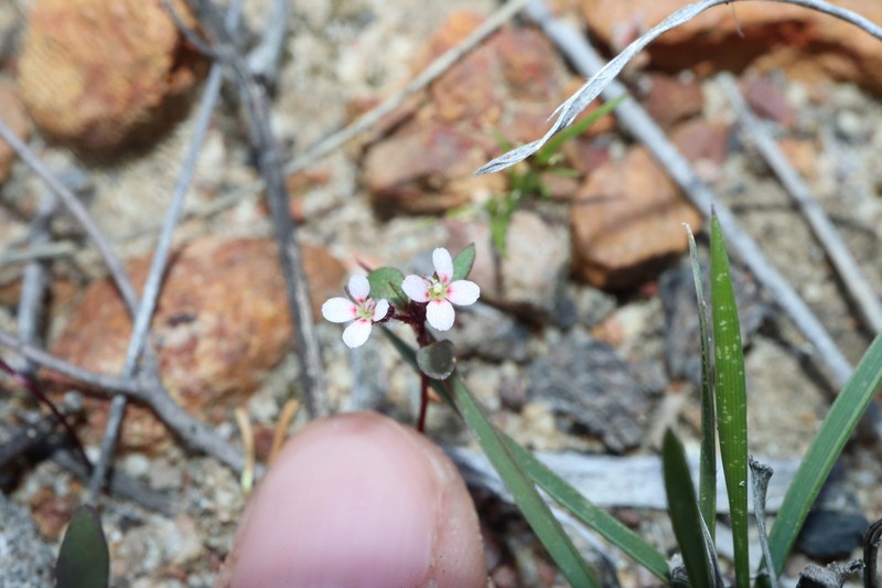 Levenhookia murfetii photo 7
