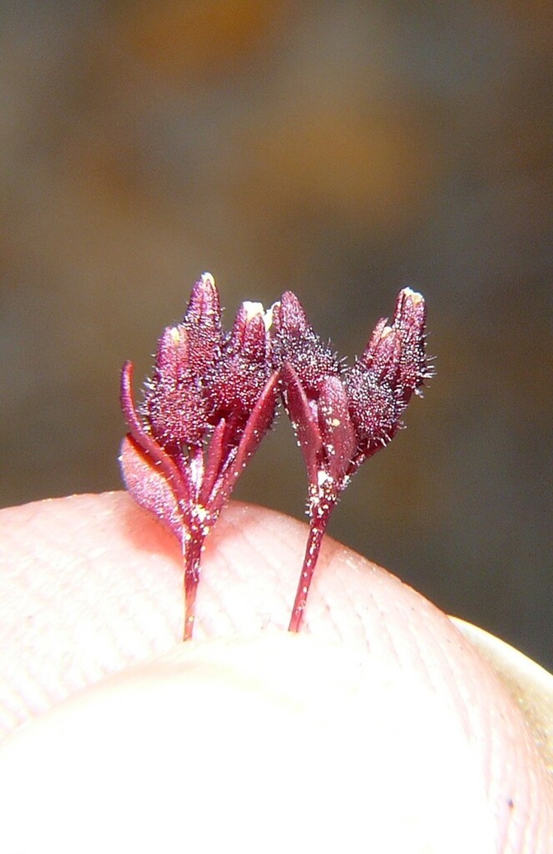 Levenhookia murfetii photo 8