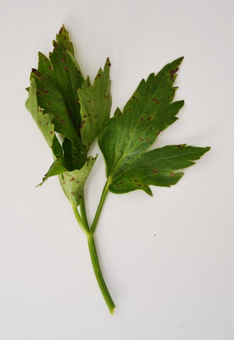 Garden Lovage photo 5