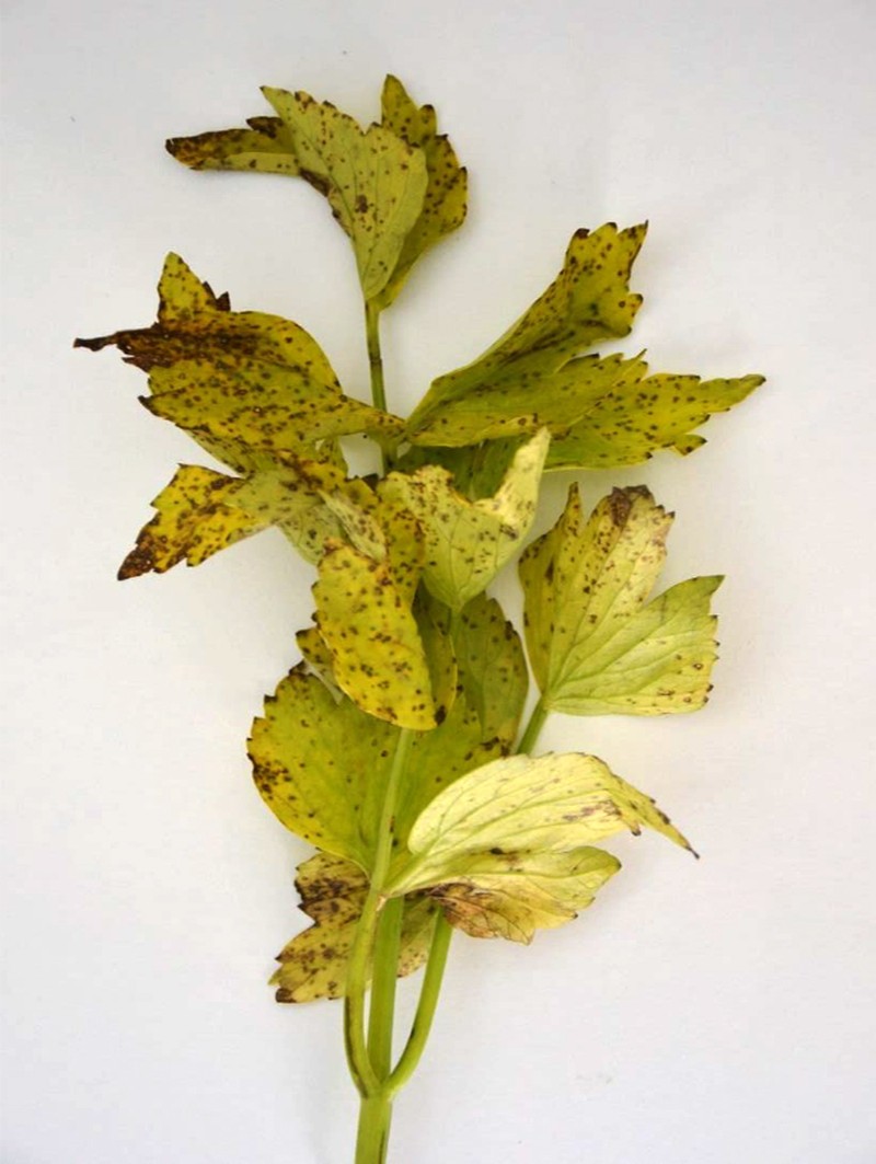 Garden Lovage photo 3