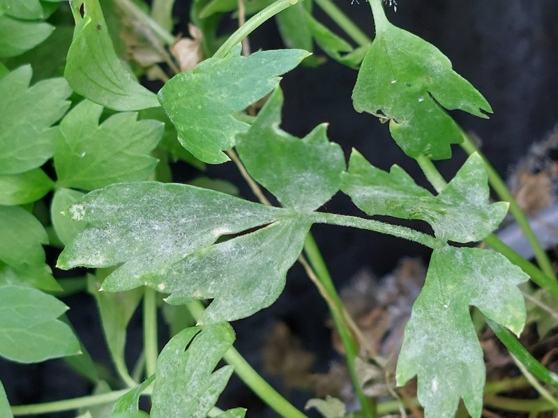 Garden Lovage photo 6