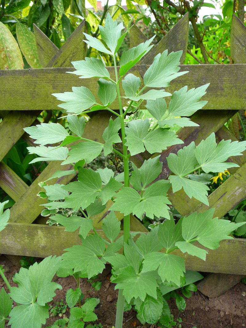Garden Lovage