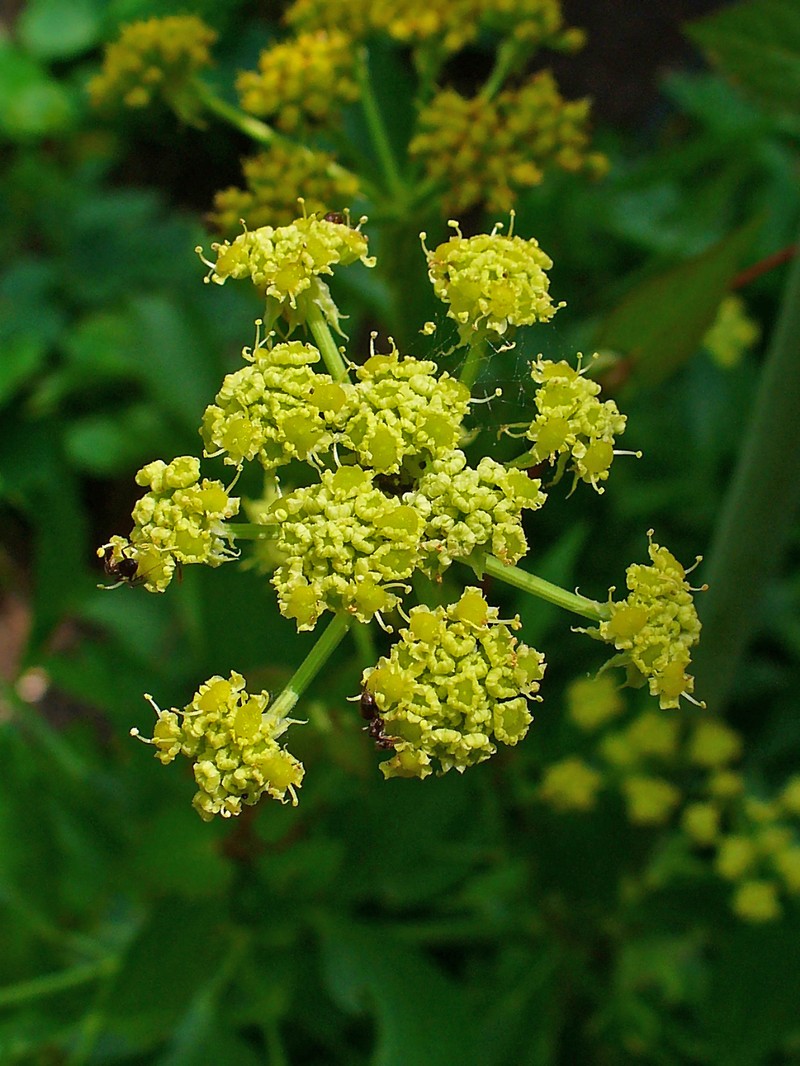 Garden Lovage photo 7
