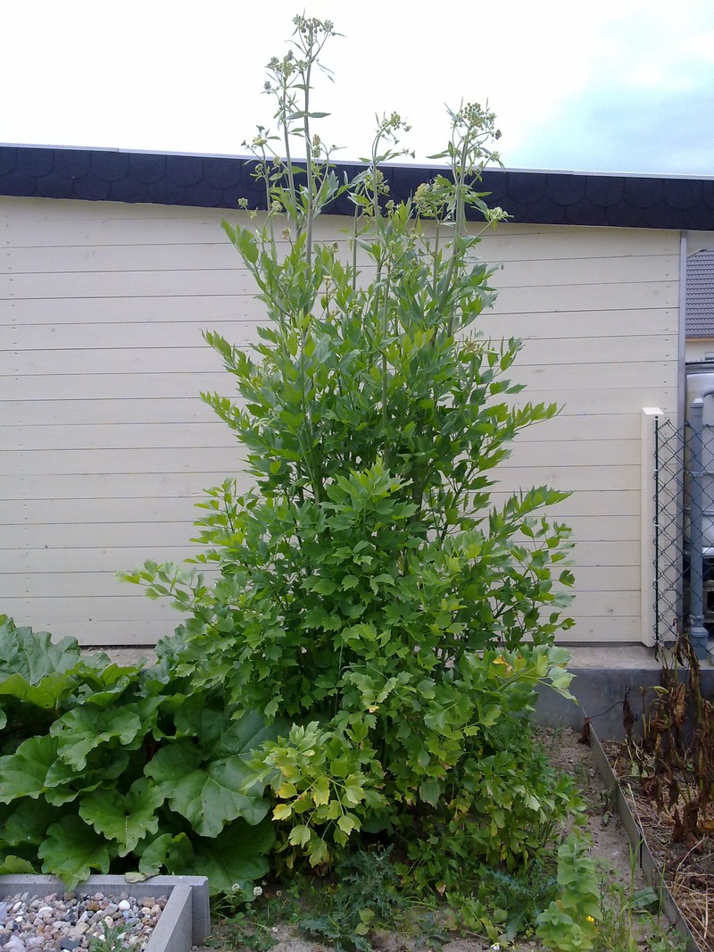 Garden Lovage photo 8