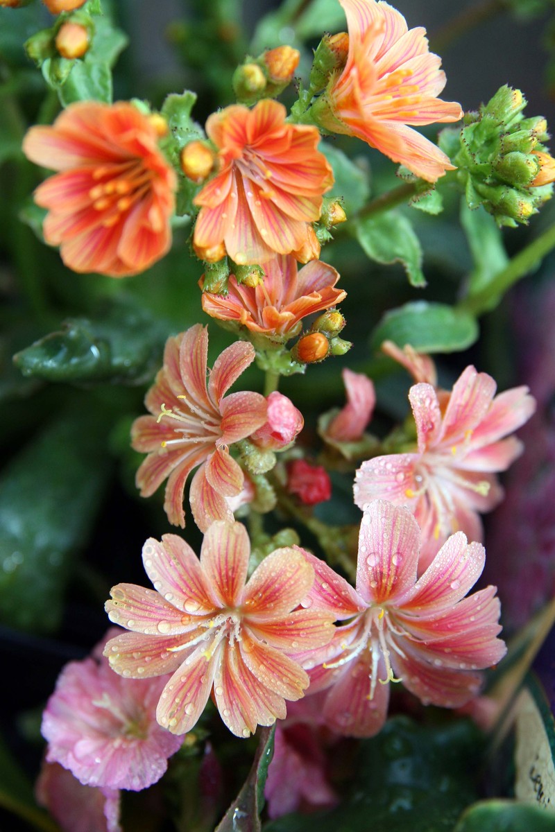 Lewisia