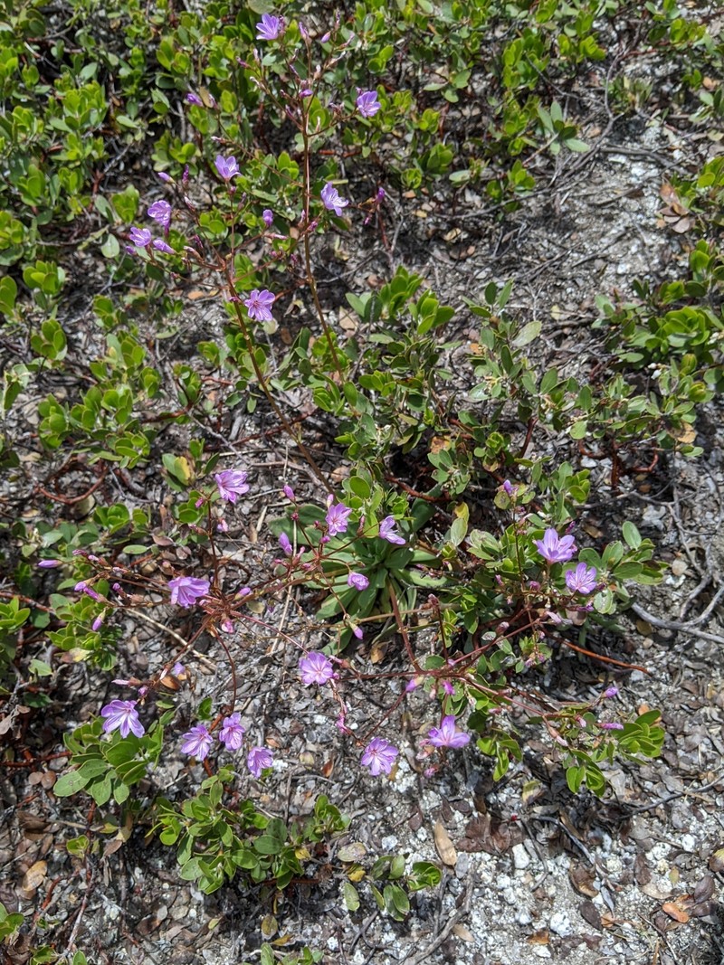 Lewisia photo 2