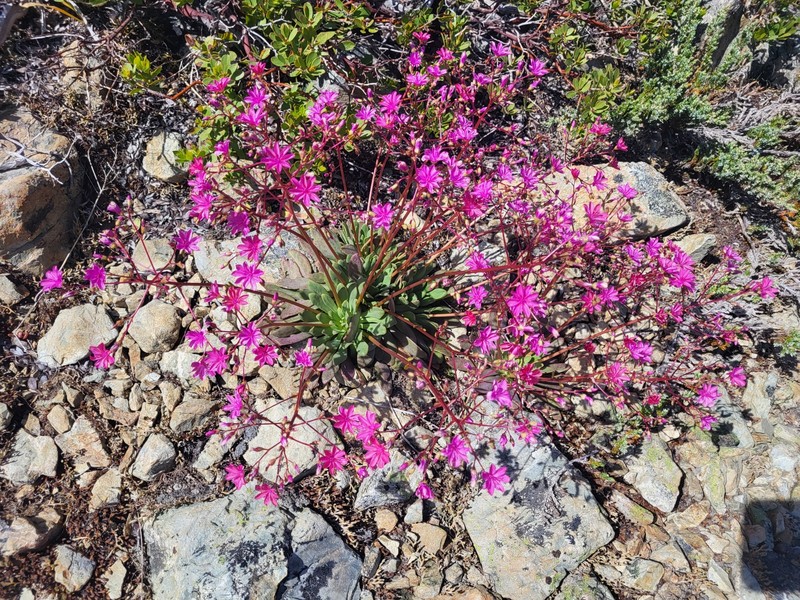 Lewisia photo 3