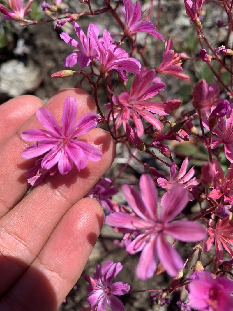 Lewisia photo 4