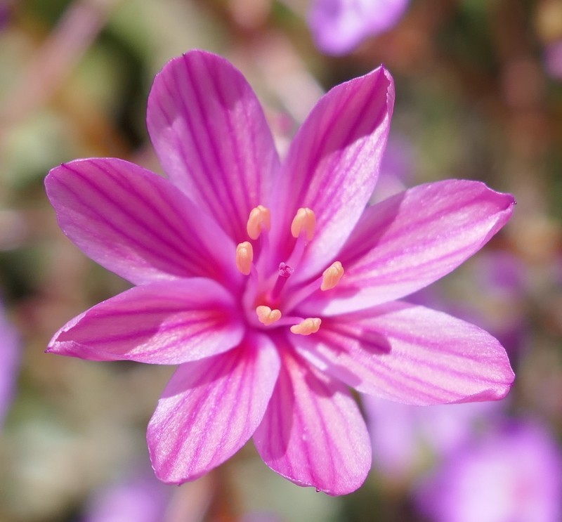 Lewisia photo 5