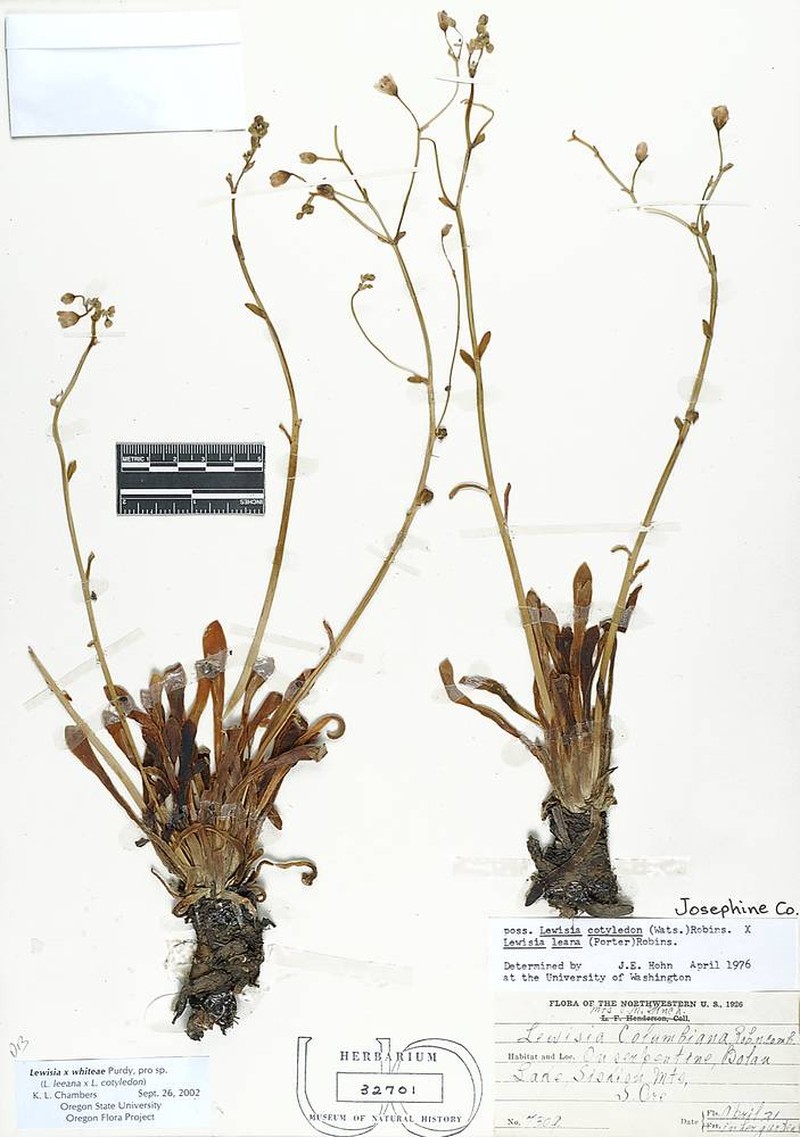 Lewisia photo 6