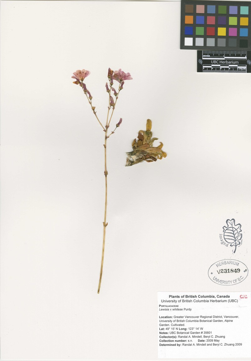 Lewisia photo 7