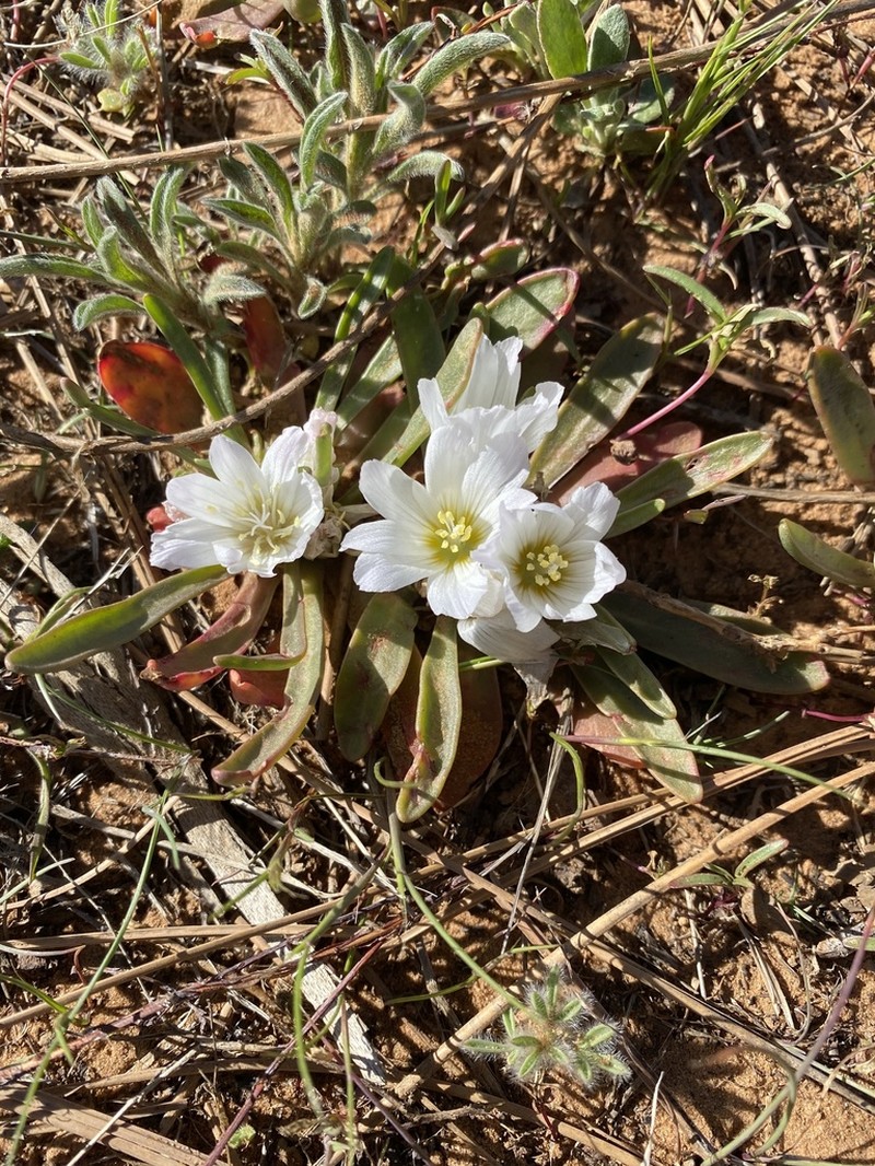 Shortsepal Lewisia