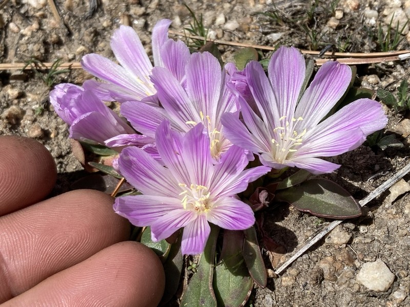 Shortsepal Lewisia photo 2