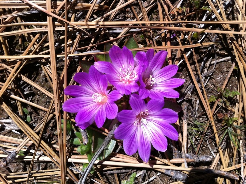 Shortsepal Lewisia photo 3