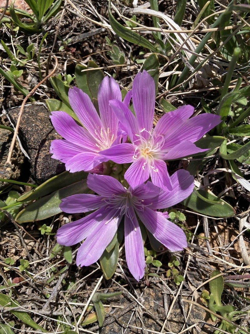 Shortsepal Lewisia photo 4