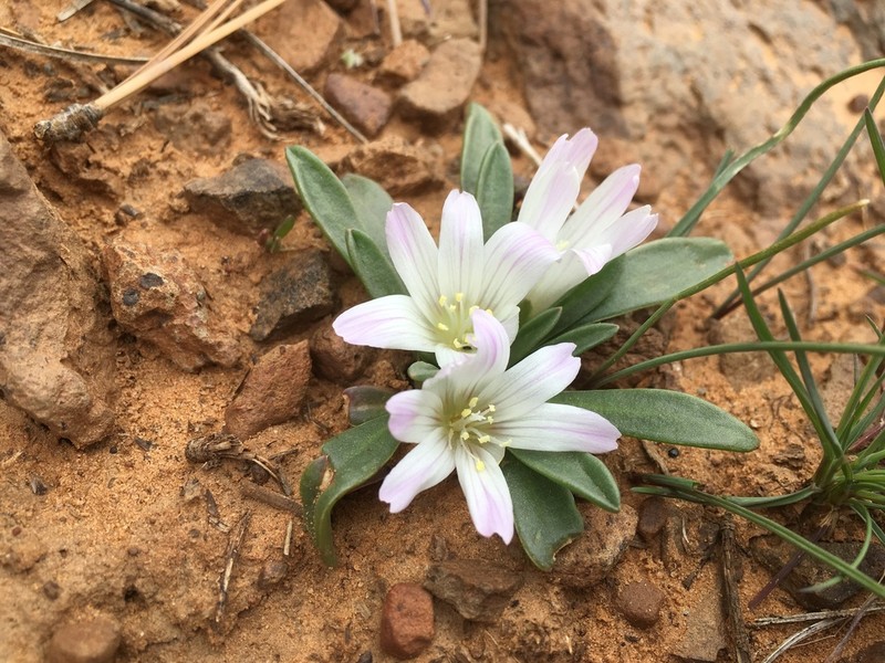 Shortsepal Lewisia photo 5