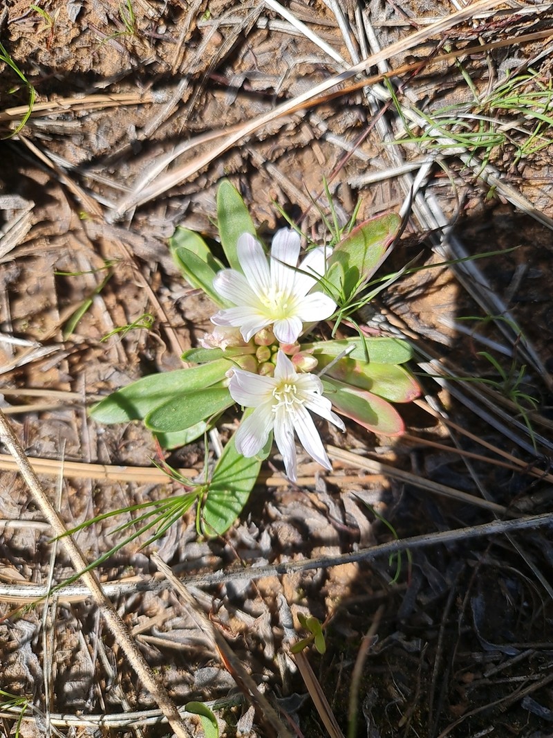 Shortsepal Lewisia photo 6