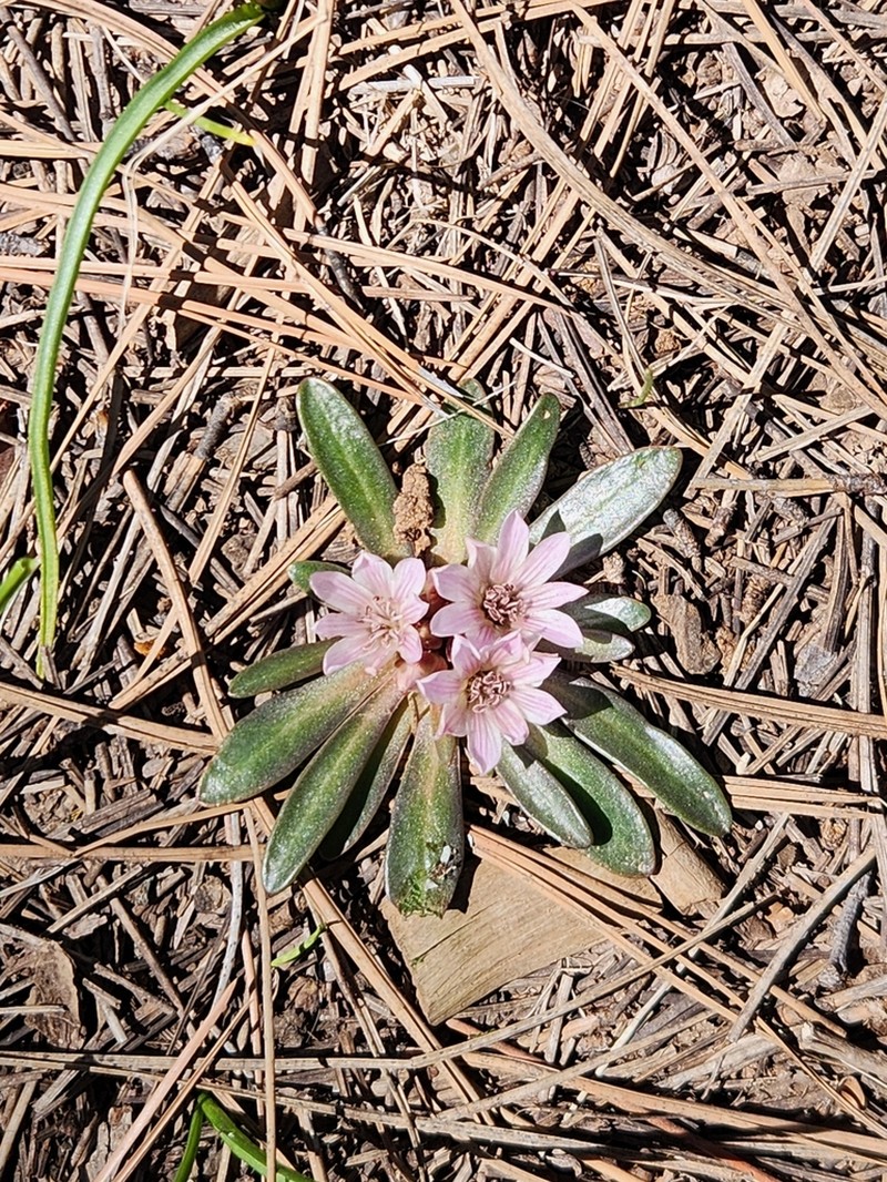 Shortsepal Lewisia photo 7