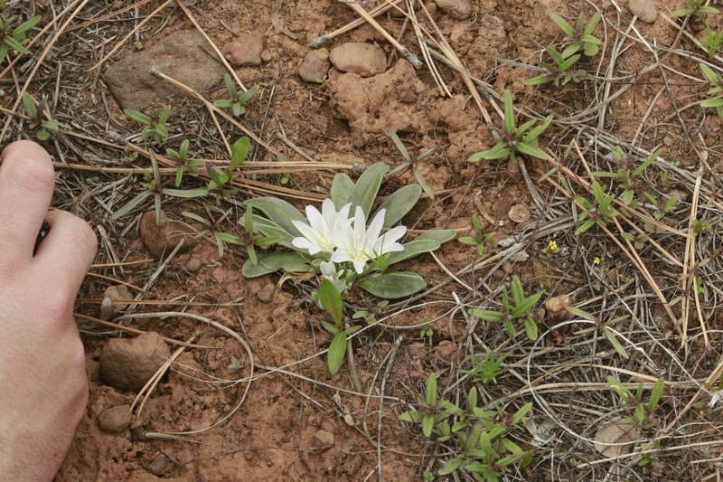 Shortsepal Lewisia photo 8