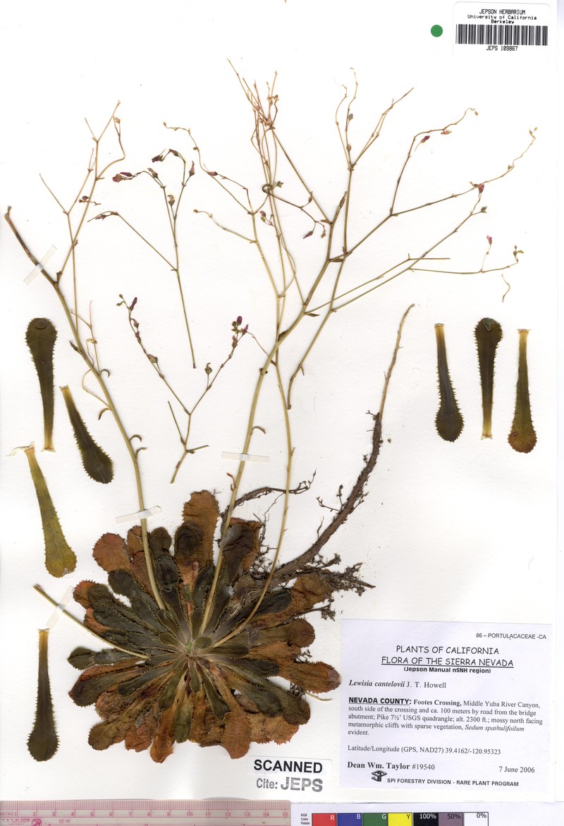 Cantelow's Lewisia
