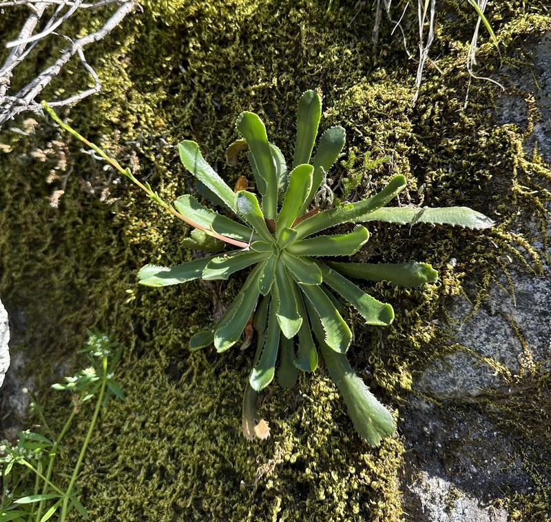 Cantelow's Lewisia