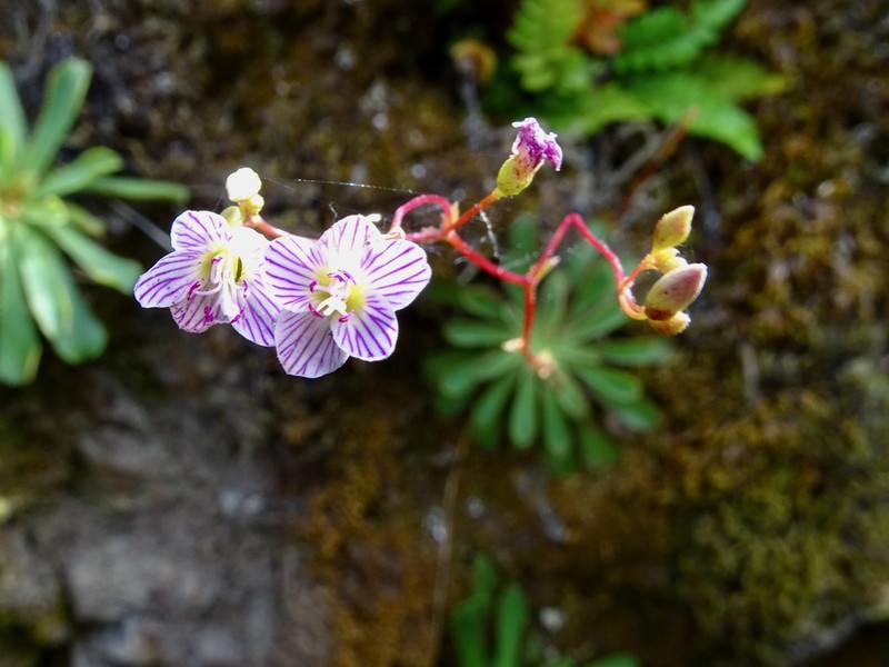 Cantelow's Lewisia photo 2