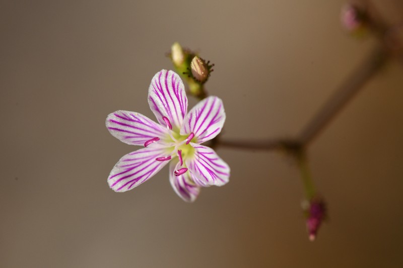 Cantelow's Lewisia photo 4