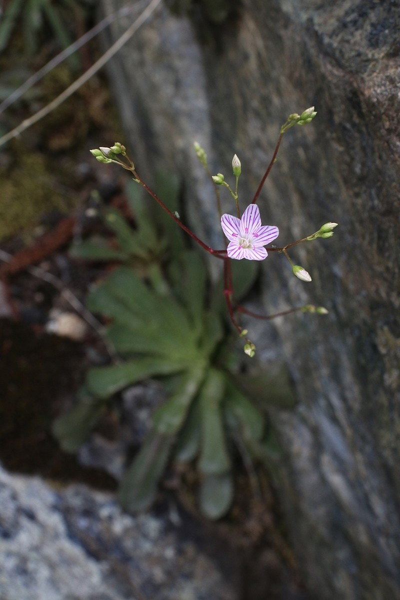 Cantelow's Lewisia photo 5