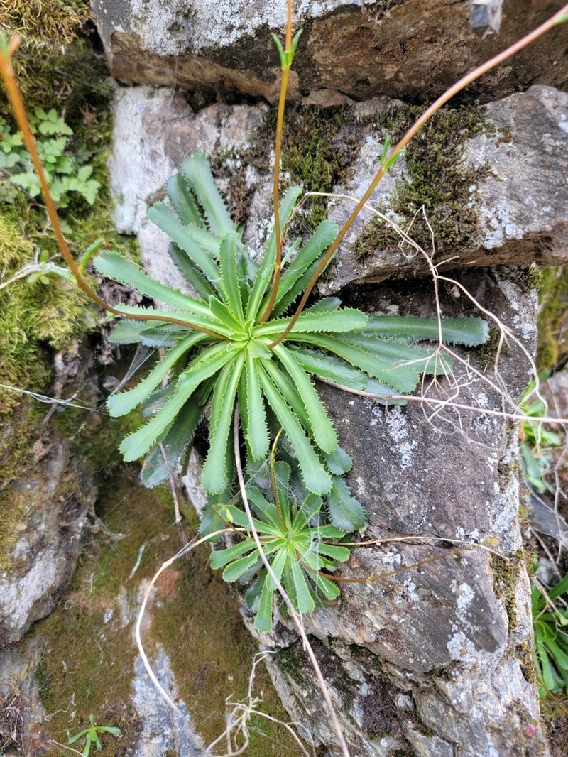 Cantelow's Lewisia photo 6