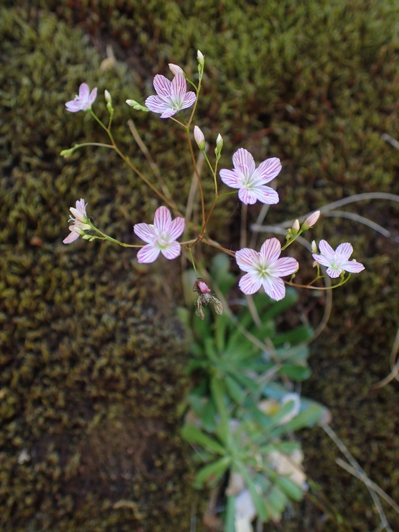 Cantelow's Lewisia photo 7