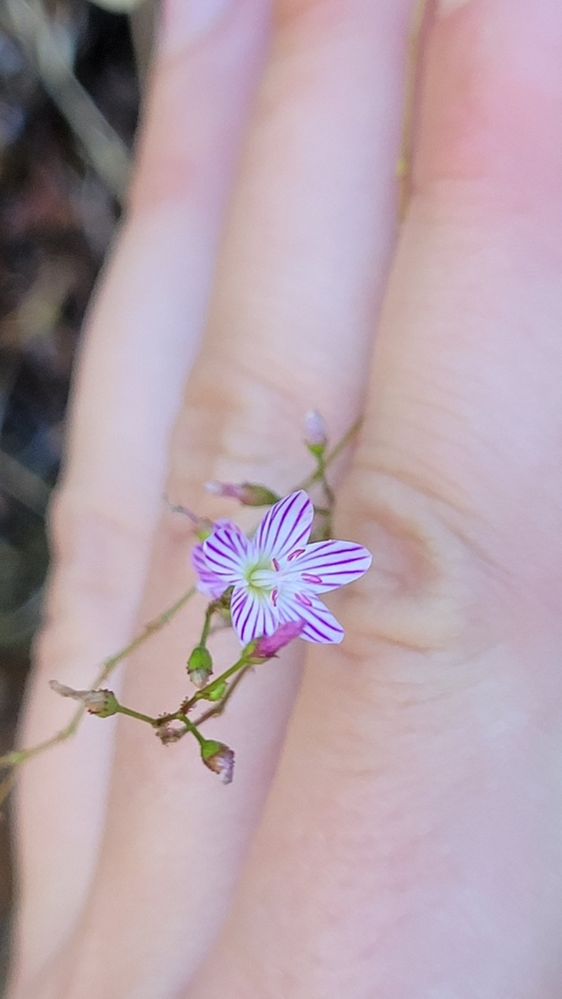 Sawtooth Lewisia photo 3