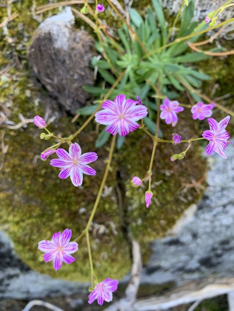 Columbian Lewisia