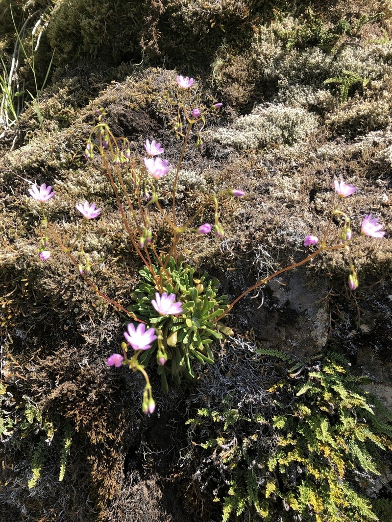 Columbian Lewisia photo 2