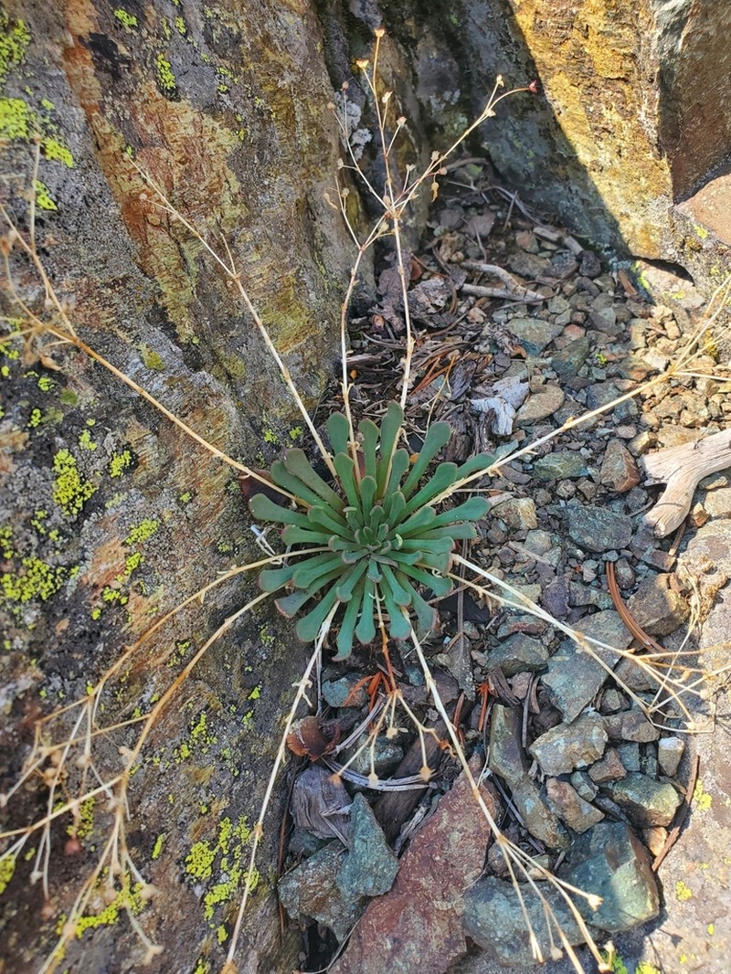 Columbian Lewisia photo 3